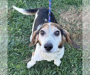 Beagle Dogs for adoption in Batavia, OH, USA