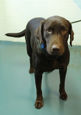 Labrador Retriever Dogs for adoption in Waynesboro, PA, USA
