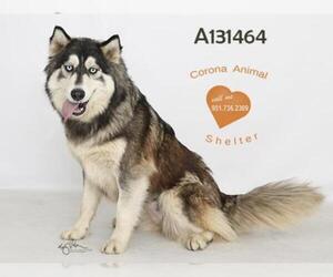 Alusky Dogs for adoption in Corona, CA, USA