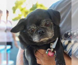 Pug Dogs for adoption in danville, CA, USA
