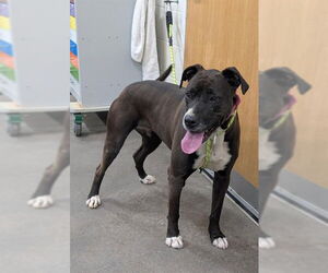 Labrador Retriever Dogs for adoption in Forestville, MD, USA