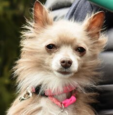 Medium Photo #1 Chihuahua Puppy For Sale in springfield, VA, USA