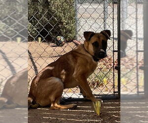 Mutt Dogs for adoption in HESPERIA, CA, USA
