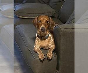 Dachshund Dogs for adoption in San Antonio, TX, USA