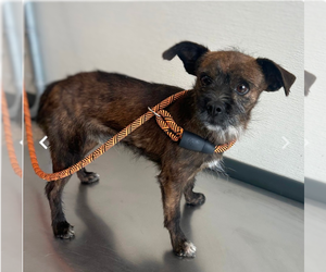 Mutt Dogs for adoption in Vail, AZ, USA