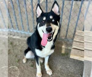 Siberian Husky-Unknown Mix Dogs for adoption in Riverside, CA, USA