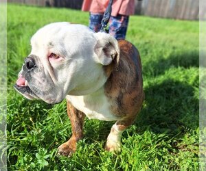 Bulldog Dogs for adoption in Chico, CA, USA