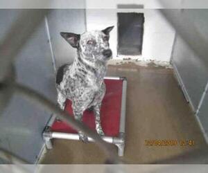 Australian Cattle Dog Dogs for adoption in San Andreas, CA, USA