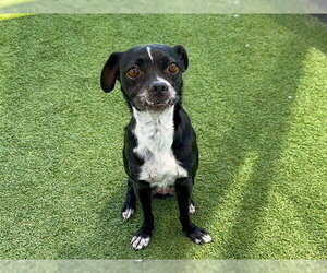 Puggle Dogs for adoption in Orange, CA, USA
