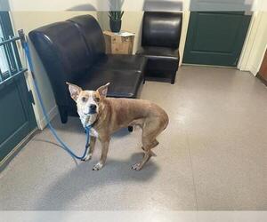 Mutt Dogs for adoption in Pasadena, CA, USA