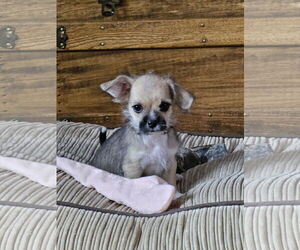 Shih Tzu-Unknown Mix Dogs for adoption in New London, WI, USA