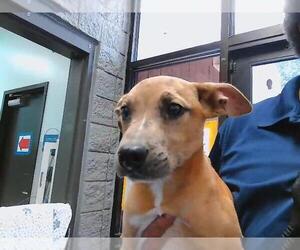 Mutt Dogs for adoption in Tulsa, OK, USA