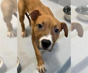 American Pit Bull Terrier-Unknown Mix Dogs for adoption in Augusta, GA, USA