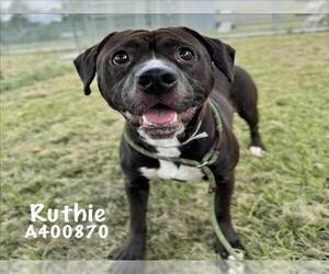 American Pit Bull Terrier-Unknown Mix Dogs for adoption in Conroe, TX, USA