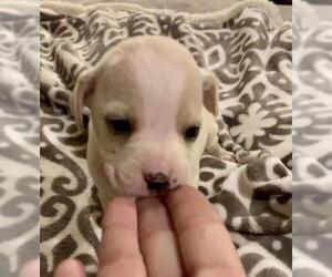 Medium Photo #1 Labrador Retriever-Unknown Mix Puppy For Sale in Ridgefield, CT, USA