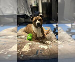 Staffordshire Bull Terrier Dogs for adoption in Sugar Land, TX, USA