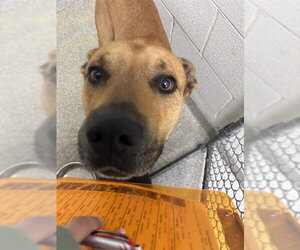 American Pit Bull Terrier-German Shepherd Dog Mix Dogs for adoption in Pasadena, TX, USA