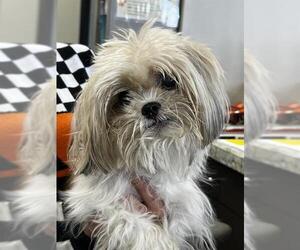 Shih Tzu-Unknown Mix Dogs for adoption in Pasadena, TX, USA