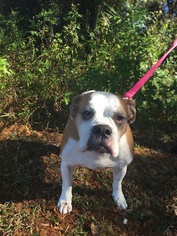 Bulldog Dogs for adoption in Brooksville, FL, USA