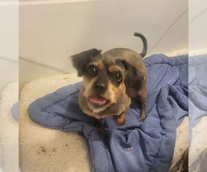 Shih Tzu Dogs for adoption in Iroquois, IL, USA