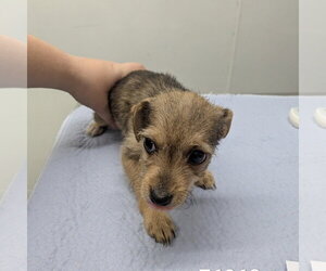 Chihuahua-Unknown Mix Dogs for adoption in Chico, CA, USA
