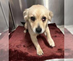 Mutt Dogs for adoption in San Martin, CA, USA