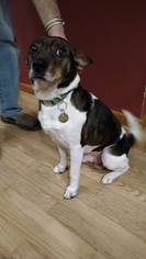 Jack-A-Bee Dogs for adoption in Traverse City, MI, USA