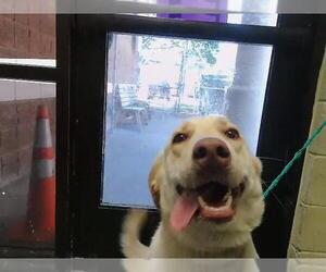 Labrador Retriever-Unknown Mix Dogs for adoption in Tulsa, OK, USA
