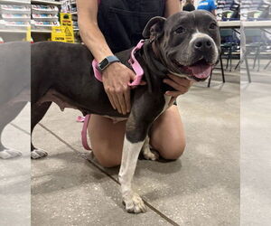 American Pit Bull Terrier-Unknown Mix Dogs for adoption in Melrose, FL, USA