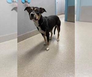 Labrador Retriever-Unknown Mix Dogs for adoption in Las Vegas, NV, USA