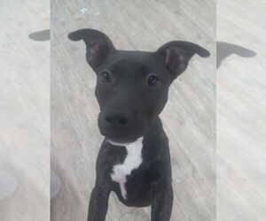 Mutt Dogs for adoption in Murfreesboro, NC, USA