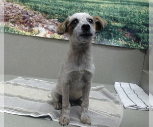 Mutt Dogs for adoption in Moreno Valley, CA, USA