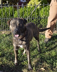 Chinese Shar-Pei-Unknown Mix Dogs for adoption in Dublin, VA, USA
