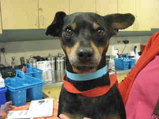 Miniature Pinscher Dogs for adoption in Riverside, CA, USA