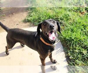 Plott Hound Dogs for adoption in Modesto, CA, USA