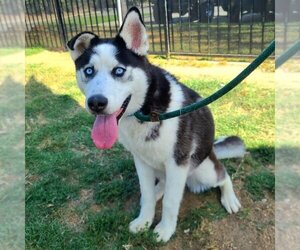 Siberian Husky Dogs for adoption in Long Beach, CA, USA