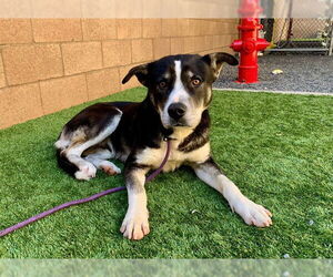 Siberian Husky-Unknown Mix Dogs for adoption in Moreno Valley, CA, USA