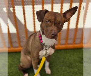 Mutt Dogs for adoption in Las Vegas, NV, USA