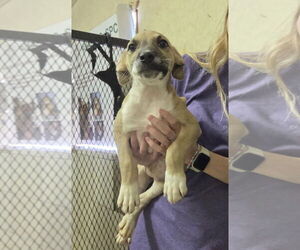 Labrador Retriever-Unknown Mix Dogs for adoption in Amarillo, TX, USA