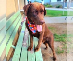 Labrador Retriever Dogs for adoption in Long Beach, CA, USA