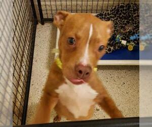American Pit Bull Terrier Dogs for adoption in Denison, TX, USA