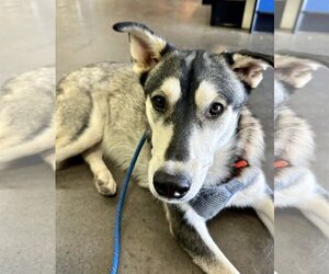 Siberian Husky-Unknown Mix Dogs for adoption in Cedar Crest, NM, USA
