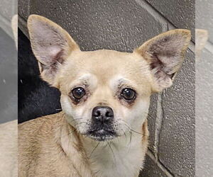 Chug Dogs for adoption in Huntley, IL, USA