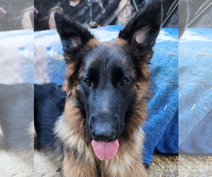 German Shepherd Dog Dogs for adoption in Lafayette, CA, USA