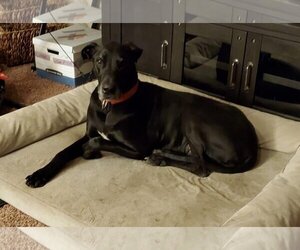 Bull Terrier-Great Dane Mix Dogs for adoption in Prescott Valley, AZ, USA