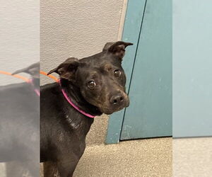 American Pit Bull Terrier-Unknown Mix Dogs for adoption in Las Vegas, NV, USA