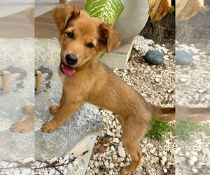 Medium Photo #1 Golden Retriever-Unknown Mix Puppy For Sale in Jefferson, NJ, USA