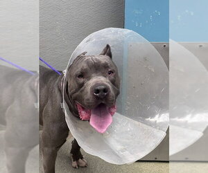 Mutt Dogs for adoption in Las Vegas, NV, USA