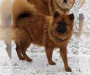 Chow Chow-Unknown Mix Dogs for adoption in San Antonio, TX, USA