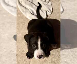 Labrador Retriever Dogs for adoption in Boca Raton, FL, USA